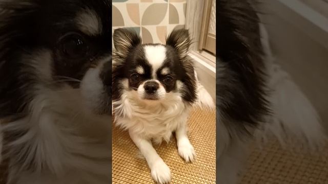 Люся супер герой 🐶