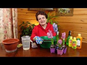 Гиацинты. Любуемся цветением, правильно кормим и сохраняем луковицы.