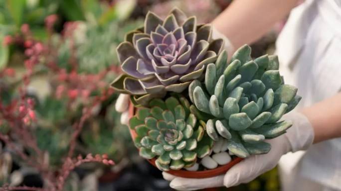 Эхеверия вытянулась: переукоренение суккулентов смотреть онлайн