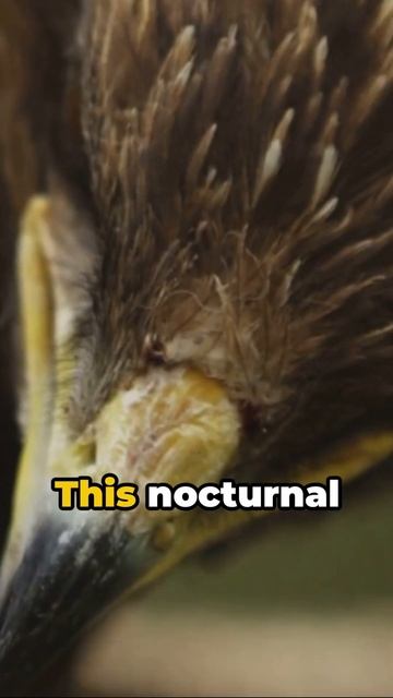 Look at this bird! смотреть онлайн