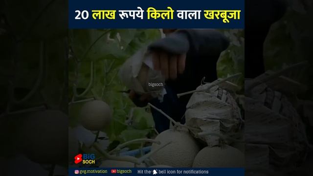 20 लाख रुपए किलो खरबूजा | YouTube amazing facts by big soch #shorts смотреть онлайн