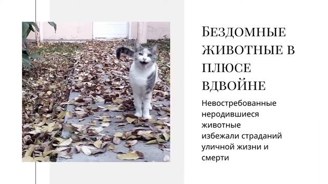 Стерилизация спасает тысячи жизней. 1. Все в плюсе. смотреть онлайн