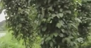 ... Как выращивают и обрабатывают Чёрный Перец....