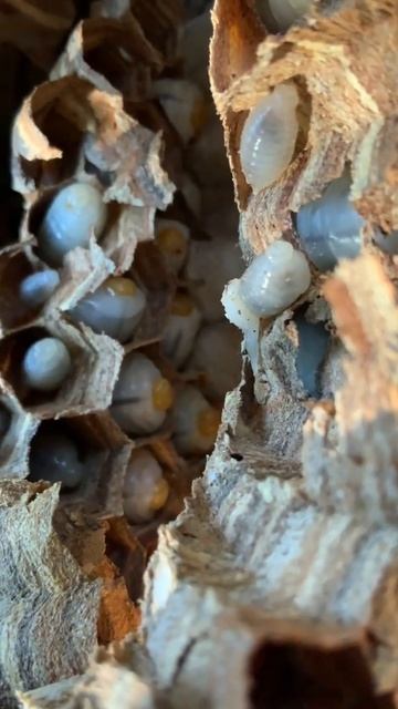 Asian Hornet larvae смотреть онлайн