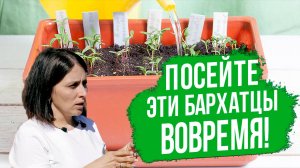 ЭТО ВРЕМЯ - самое лучшее для посева бархатцев. Как рассчитать сроки посева бархатцев?