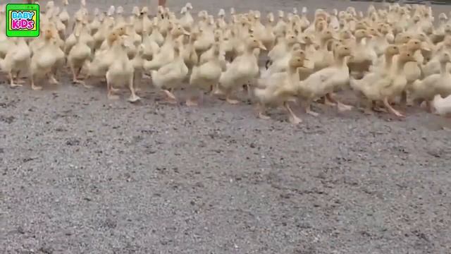 Duck Farm 鸭子农场 Granja de patos مزرعة البط Ladang itik ダックファーム Ferme de canard Утиная ферма 오리 농장 смотреть онлайн