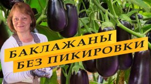 Как посеять семена баклажанов на рассаду