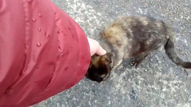 Болгария.3) Сын пчелари (пчеловода) строит себе каркасный  дом на соседском участке в селе Росеново