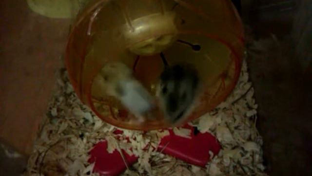 Маленькие джунгарики с мамой смотреть онлайн