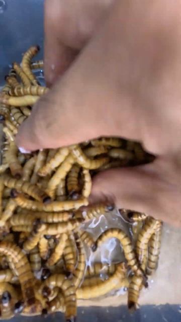 Super worms смотреть онлайн