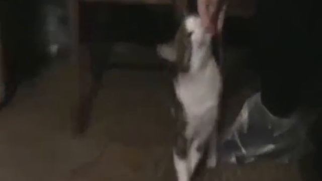 Перовские кошечки - 1 / Perovo Cats 1 смотреть онлайн
