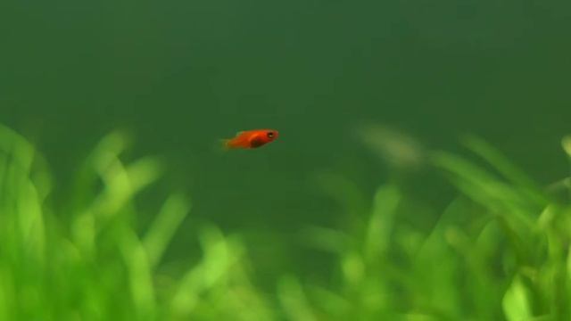 Little Fish смотреть онлайн
