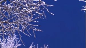 Ксения Лапицкая - О, молитва