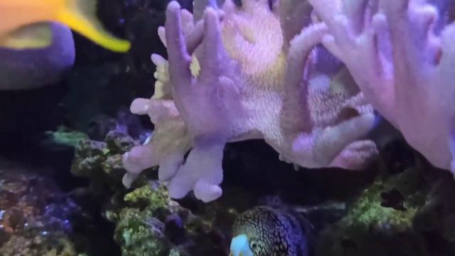 Океанариум, г. Екатеринбург смотреть онлайн