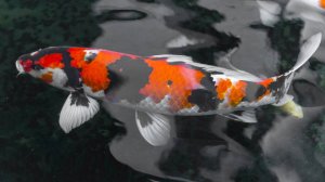 РР4 Озеро Медное — цветные карпы Русская Рыбалка 4 (92 серия)