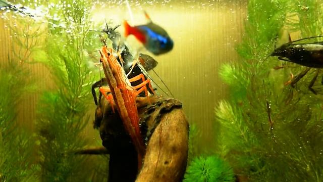 Фильтратор полинял.mp4 смотреть онлайн