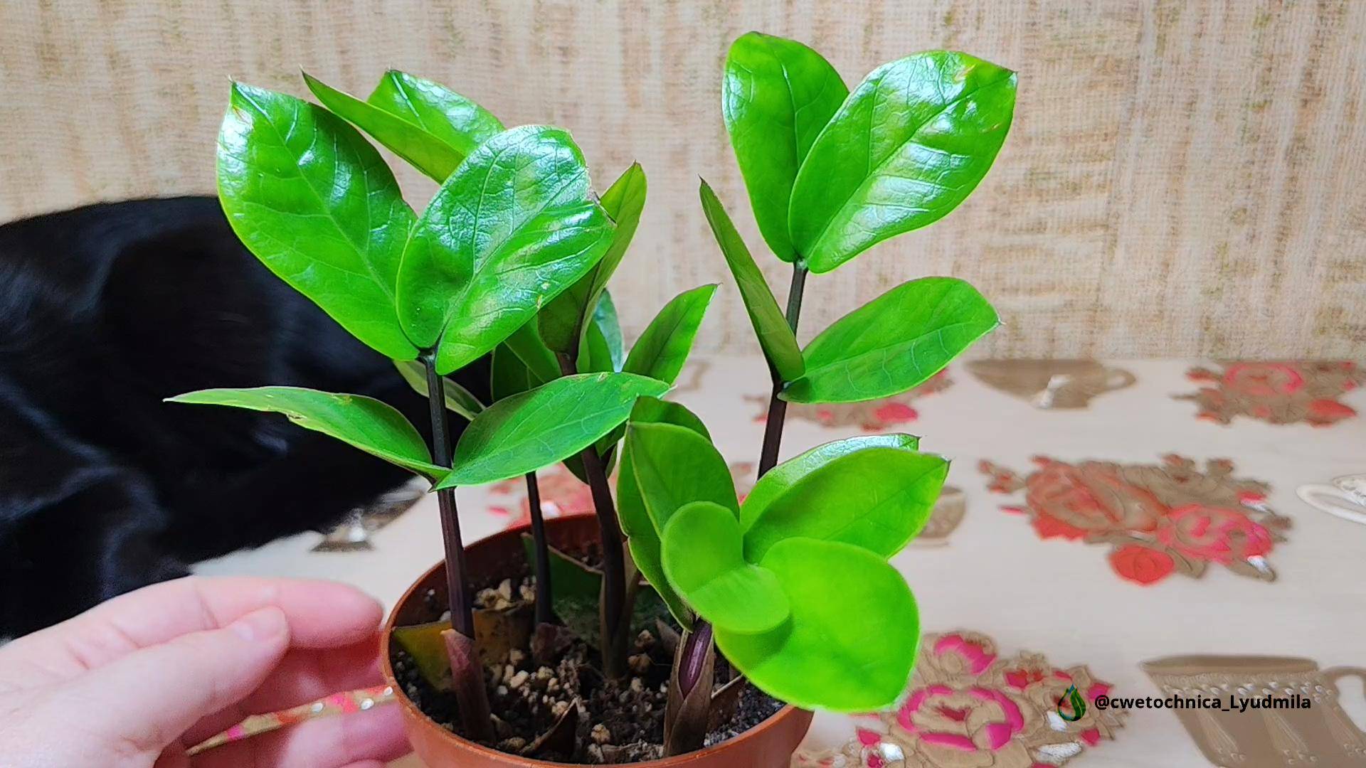 Замиокулькас из листиков