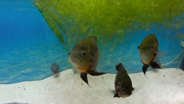 00117 смотреть онлайн