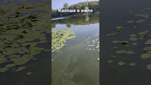 Калоша в конце июля - делать нечего, рыба вышла! #рыбалка #verguntv #fishing #карась #река_днепр смотреть онлайн