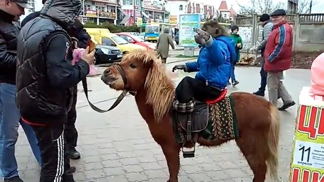 Крутой всадник " Макс" отводит взгляд от фиги))) т смотреть онлайн