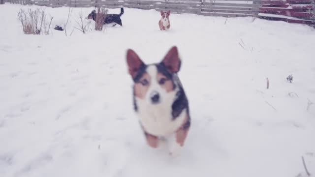 Моё утро на каникулах: собаки, котята и зимняя сказка! ☀️🐾❄️ смотреть онлайн