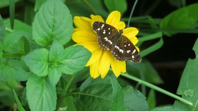 Mariposa Ortilia ithra en Aspilia silphioides смотреть онлайн