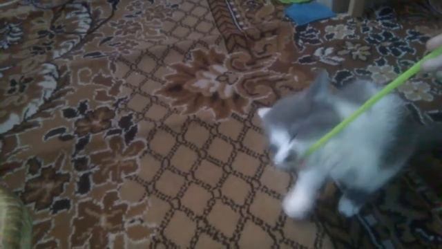 Люби котов смотреть онлайн