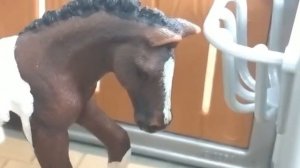 Долгожданный второй сезон schleich сериала «Неудачя Новенькой» 1 серия