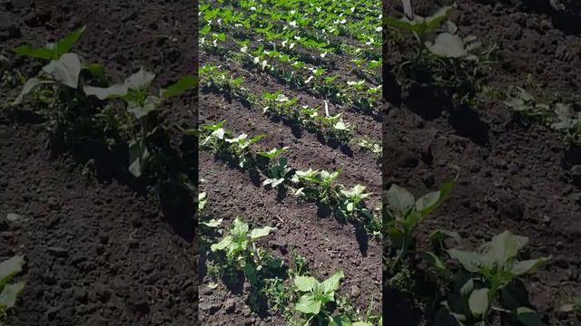 Геліантекс день 5