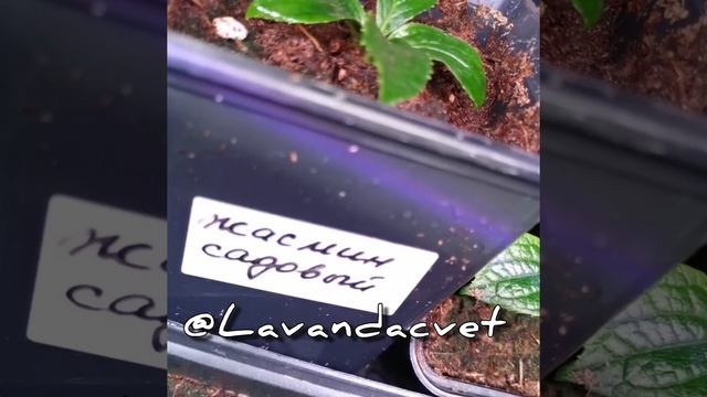 Выжили или нет? Черенкование жасмина садового почкой. Часть 2.