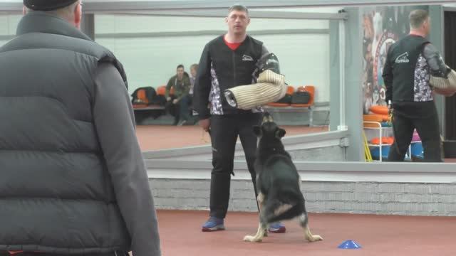 Защита Скавронский Алексей. Конкурс фигурантов 2025. Раздел НацВиды.