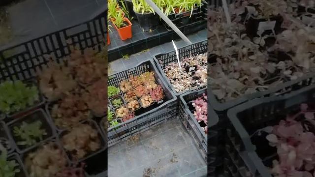 Рузский ГО, д. Воробьево. Уличная торговая площадка, с 9 до 18 без выходных и обеда. смотреть онлайн