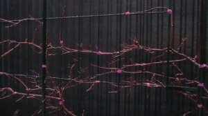 Актинидия на арке.  Формировка и обрезка Актинидии.