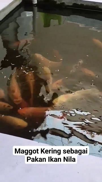 Maggot Kering sebagai Pakan Ikan Nila смотреть онлайн