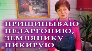 Прищипка рассады пеларгонии, пикировка рассады клубники (садовой земляники).