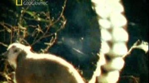 Дикий секс 4 серия «Навязчивая самореклама» (документальный сериал, 2005)