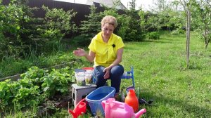Чем подкормить клубнику весной.