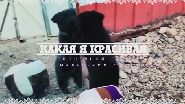 Русиш и зеркало. Третья серия про маленьких чёрных собачек.