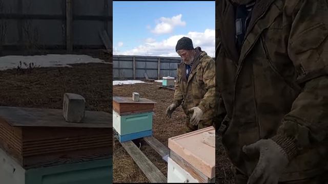 Опыт не пропьешь. Советы от Сереги Завьялова. Подставыши под ульи. https://t.me/pchelopensiya смотреть онлайн