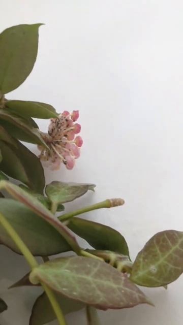 Found aphids on houseplant...now what?!?🤢 смотреть онлайн