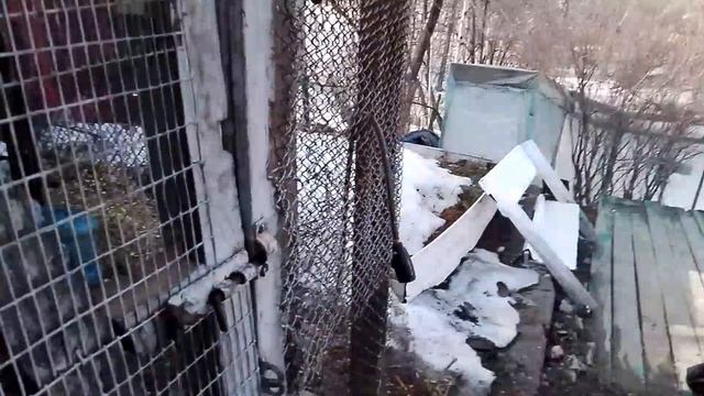 Курочки на 6 апреля (тепло пришло))))