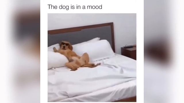 funny and cute dog compilation 2020 WAIT FOR IT #2! смотреть онлайн