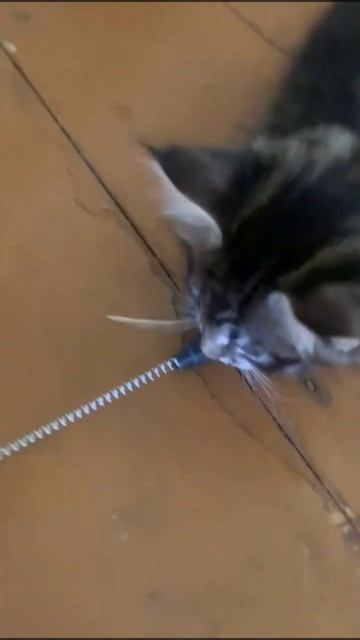 злая личинка мейн-кун) #cat #funnymoments #cute #funnyvideo смотреть онлайн