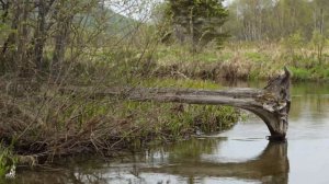 На очарованных берегах Байкала