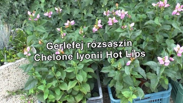 Chelone lyonii Hot Lips - Gerlefej - tuja.hu смотреть онлайн