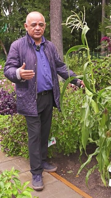 Когда собирать сахарную кукурузу, чтобы получить самый сладкий вкус? 🌽 смотреть онлайн