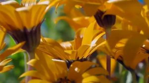 Ксения Лапицкая - Осанна