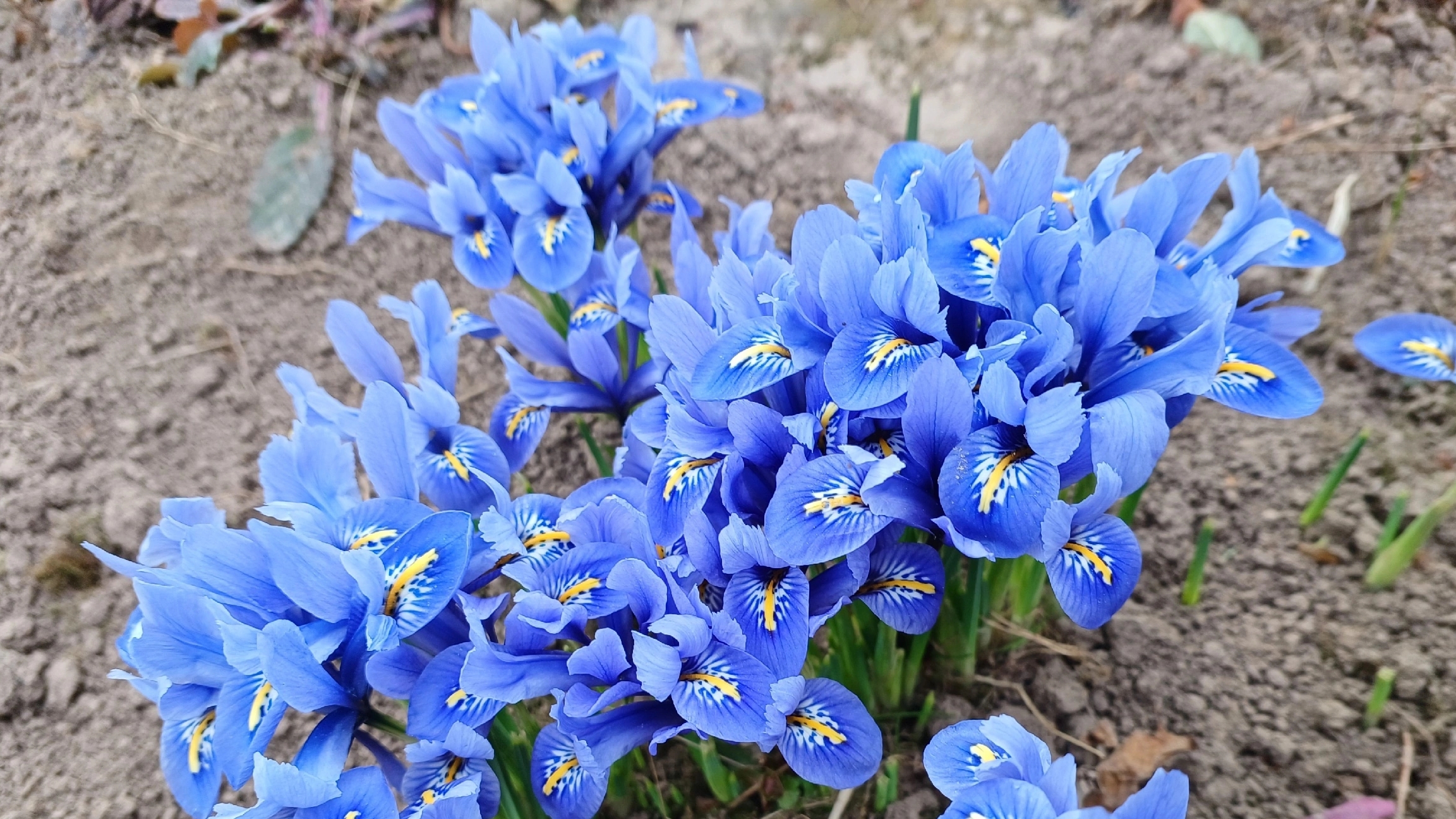 Латаем теплицу. Перетащили шкаф в сарай. Любуемся крокусами и ирисами. смотреть онлайн