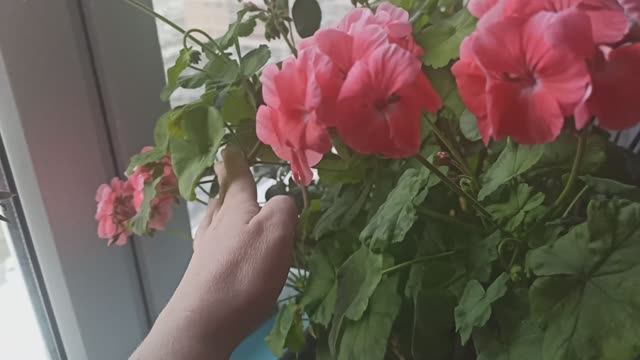 Цветет розовая герань. Эффектная пеларгония.