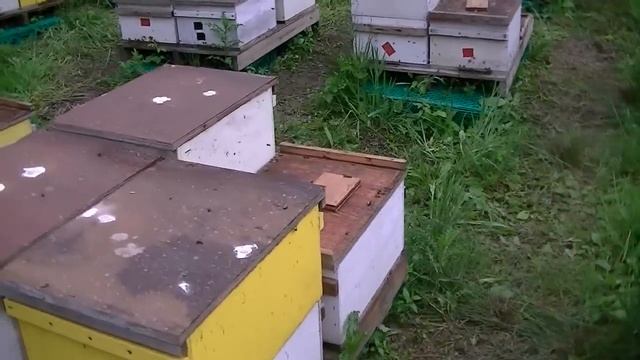 Вывод маток смотреть онлайн